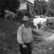 Čeští krajané v Rumunsku, pasák krav, srpen 2009 (fotil jsem ho ve vesnici Gernik)
