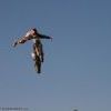 Freestyle Motocross